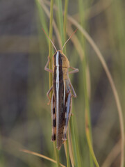 Ramburiella hispanica is a species of slant-faced grasshopper in the family Acrididae