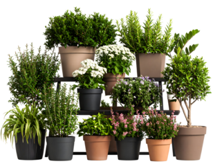 A vibrant display of various potted plants arranged artistically on shelves showcasing greenery and blooms.