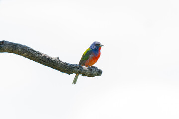 Painted Bunting