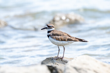Killdeer