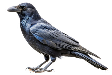 Fototapeta premium A majestic black crow isolated on a transparent background for versatile use isolated on transparent background