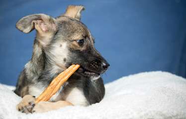A small puppy chews a dog treat with gusto