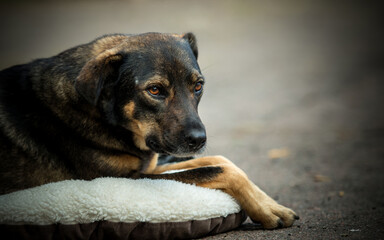 A homeless dog with sad eyes lies down