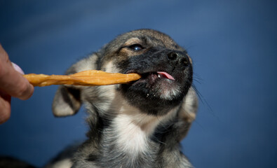 puppy chews on a dog treat