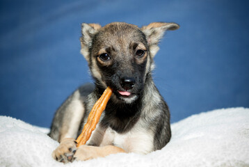 A small puppy chews a dog treat with gusto