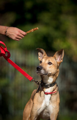 A human hand gives dogs a dog treat