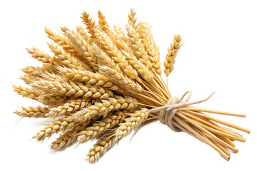 Isolated bundle of golden wheat stalks tied with twine for agriculture and baking concepts isolated on transparent background