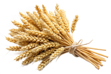 Isolated bundle of golden wheat stalks tied with twine for agriculture and baking concepts isolated on transparent background