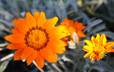 orange flower on a green background