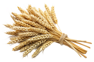 Golden wheat stalks tied together isolated on a for agricultural imagery isolated on transparent background