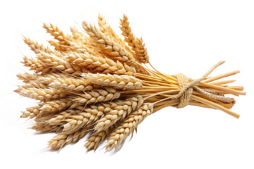 Isolated bundle of golden wheat stalks tied together with natural twine rustic harvest texture isolated on transparent background