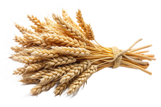 Isolated bundle of golden wheat stalks tied together with natural twine rustic harvest texture isolated on transparent background