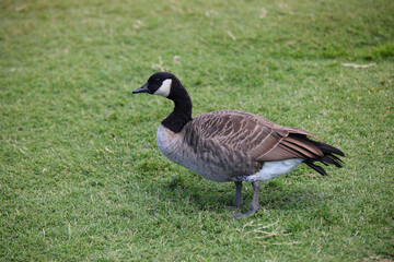 Canada goose also called Branta canadensis a wild goose species with a distinctive black head and neck a white cheek patch