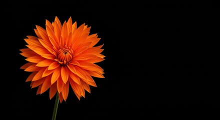 A single orange dahlia flower against black background