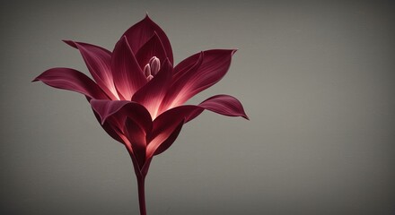 A single red flower with light shining from the inside