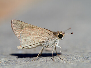 Light Pygmy Skipper (Gegenes nostrodamus). commonly known as the dingy swift, light pygmy skipper, Mediterranean skippe
