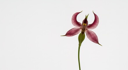 Close up of a pink flower with green stem on white background