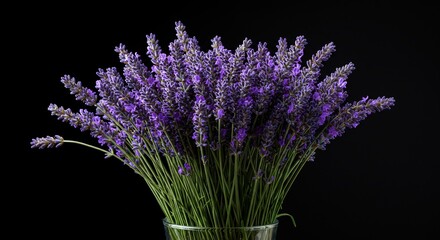 A bunch of lavender flowers in a vase on black background