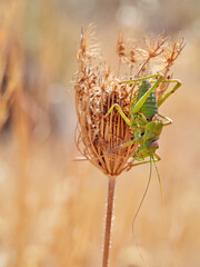 Steropleurus is a genus of European bush crickets in the tribe Ephippigerini
