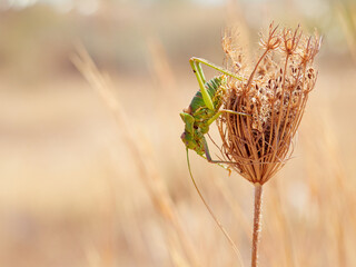 Steropleurus is a genus of European bush crickets in the tribe Ephippigerini