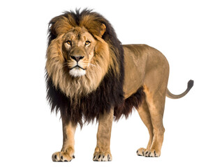 Obraz premium Majestic lion standing proudly with a full mane, showcasing its strength and regal presence in nature.