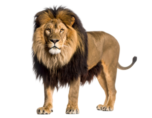 Majestic lion standing proudly with a full mane, showcasing its strength and regal presence in nature.