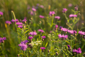 Pink wildflowers in the evening sun