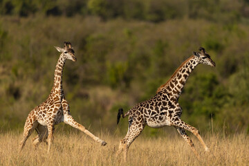 giraffe in the savannah