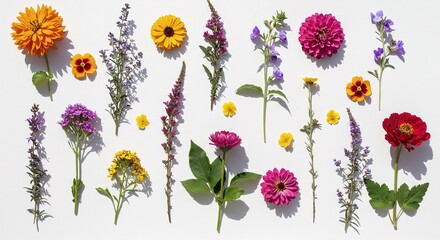 Assorted colorful flowers arranged on a white background