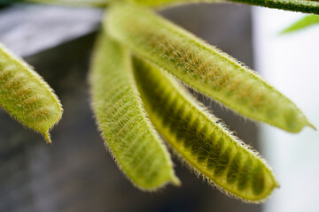 Close-up of Green Fuzzy Plant Pods on Blurred Background