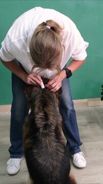 woman applying drops against ticks and fleas on a dog. Drops from parasites for animals. Pug. Caring for pets, love, protecting a dog from fleas and ticks.