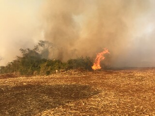 Inc&ecirc;ndio Florestal