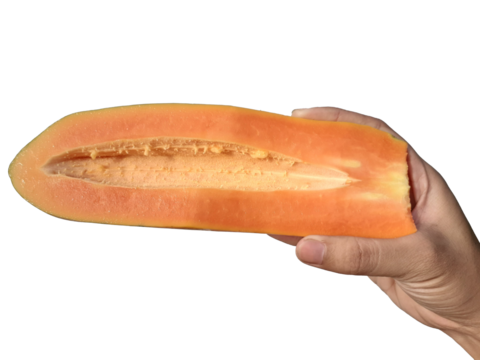 Holding a papaya in hand, isolated on PNG background.