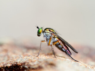 Fly of family Dolichopodidae. Long-legged flies