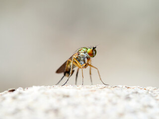 Fly of family Dolichopodidae. Long-legged flies