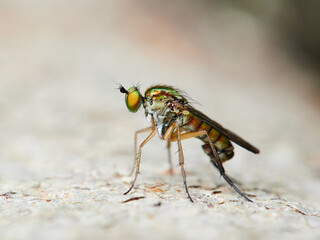Fly of family Dolichopodidae. Long-legged flies