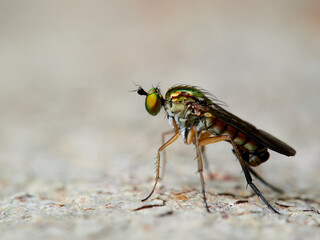 Fly of family Dolichopodidae. Long-legged flies