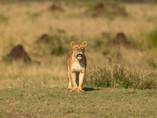 lioness in the grass
