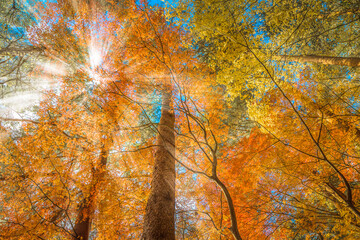 multi color trees in the autumn forest