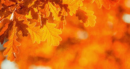 autumn leaves, very shallow focus