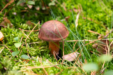 Edible mushrooms growing in the forest during mushroom season.