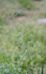 a piece of grass with a seed in the bud