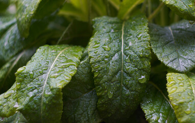 Water droplets are visible on the plant leaves.