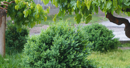 Water drops glisten on mulberry leaves.