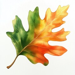 Fototapeta premium Real oak Autumn leaf illustration watercolor autumn.