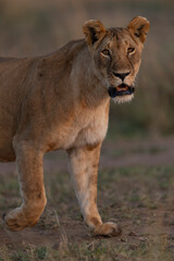 lion in the grass