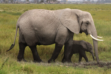 Fototapeta premium Elephant and Baby