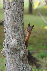 A common red squirrel a rodent jumps along a tree trunk Fauna and nature