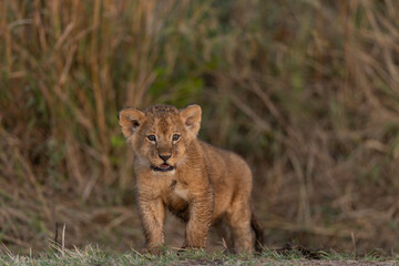 lion cub panthera leo