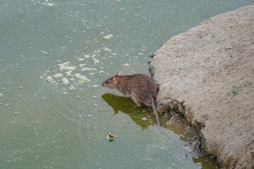 The brown rat a barn rat is a mammal of the rodent order sitting on the shore of a reservoir water sand long tail fauna nature 